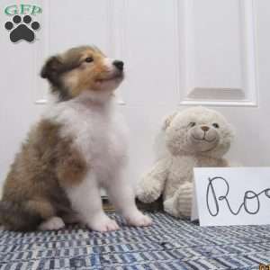 Ross, Collie Puppy